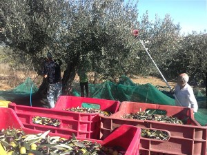 cavicioni-raccolta ulivo